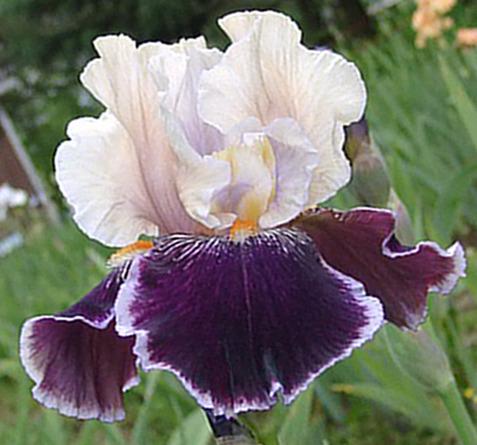 Photo of Tall Bearded Iris (Iris 'Liaison') uploaded by diggit