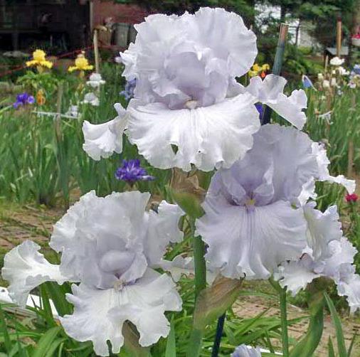 Photo of Tall Bearded Iris (Iris 'Icy Winds') uploaded by diggit
