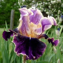 Location: Indiana
Date: May
Tall bearded iris 'Spirit World'