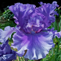Location: Indiana
Date: May
Tall bearded iris 'Dark Hollow'
