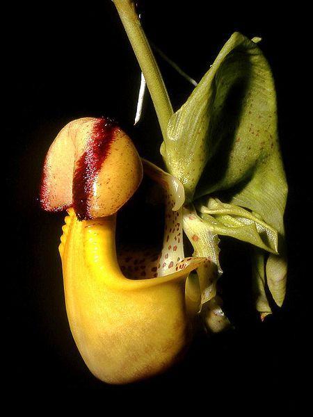 Photo of Orchid (Coryanthes macrantha) uploaded by robertduval14