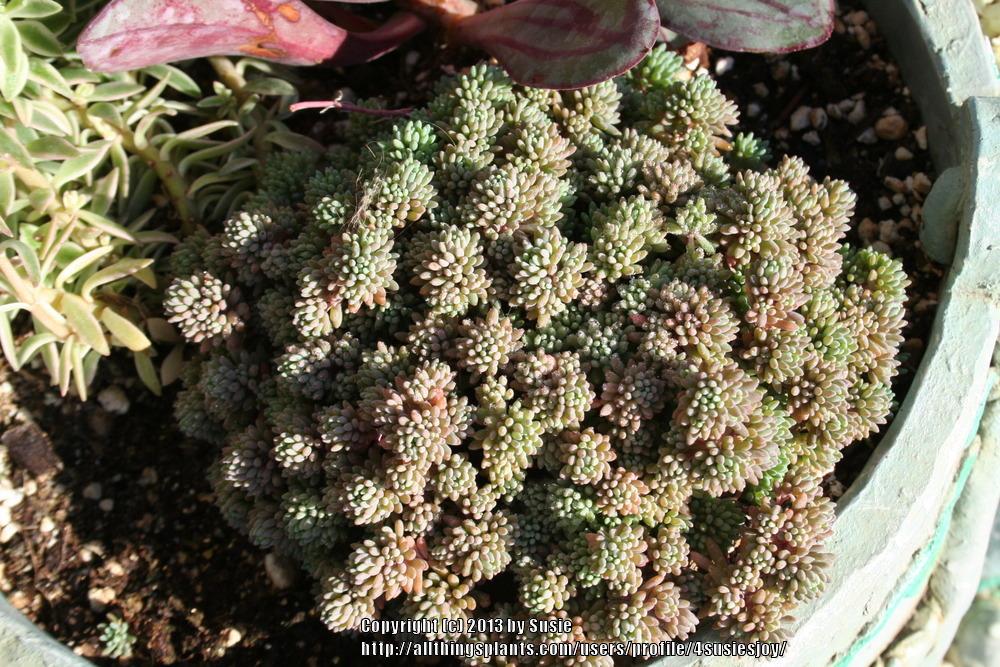 Photo of Spanish Stonecrop (Sedum hispanicum) uploaded by 4susiesjoy