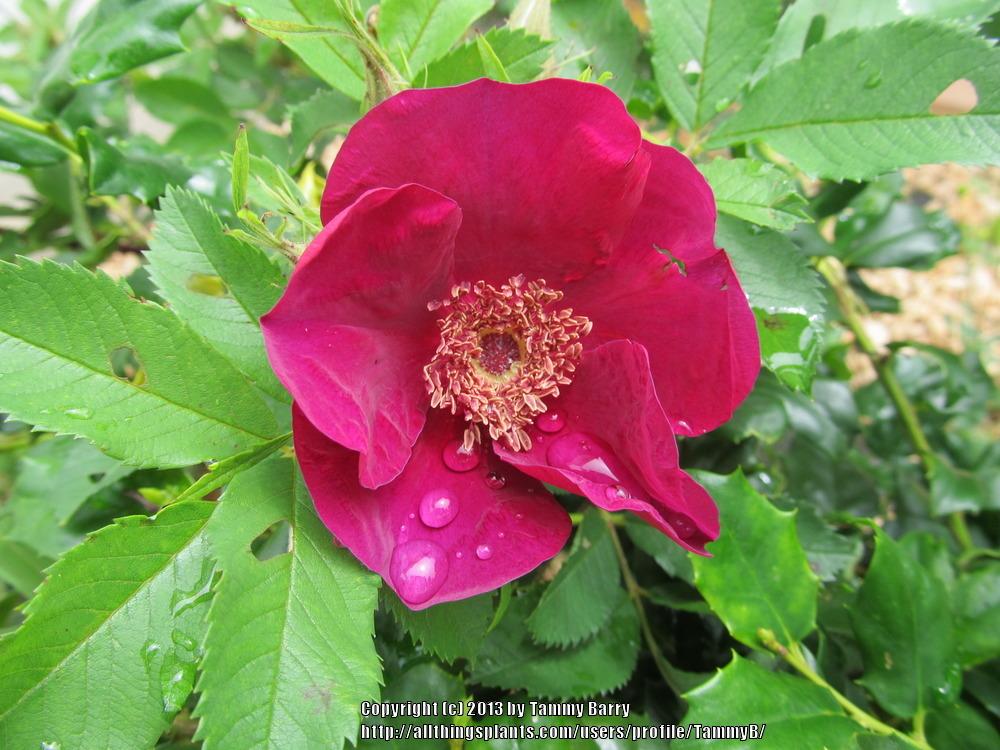Photo of Rose (Rosa 'Basye's Purple Rose') uploaded by TammyB