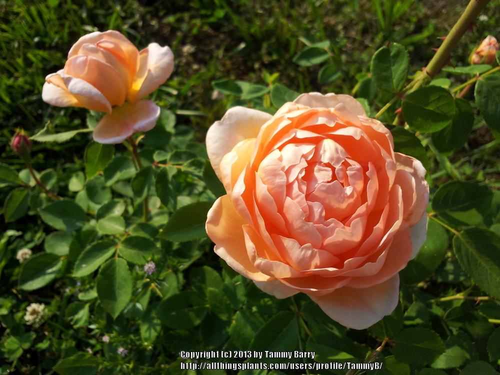 Photo of Rose (Rosa 'Carding Mill') uploaded by TammyB