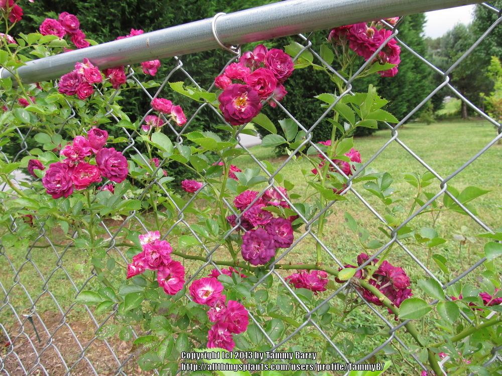 Photo of Rambling Rose (Rosa 'Bleu Magenta') uploaded by TammyB