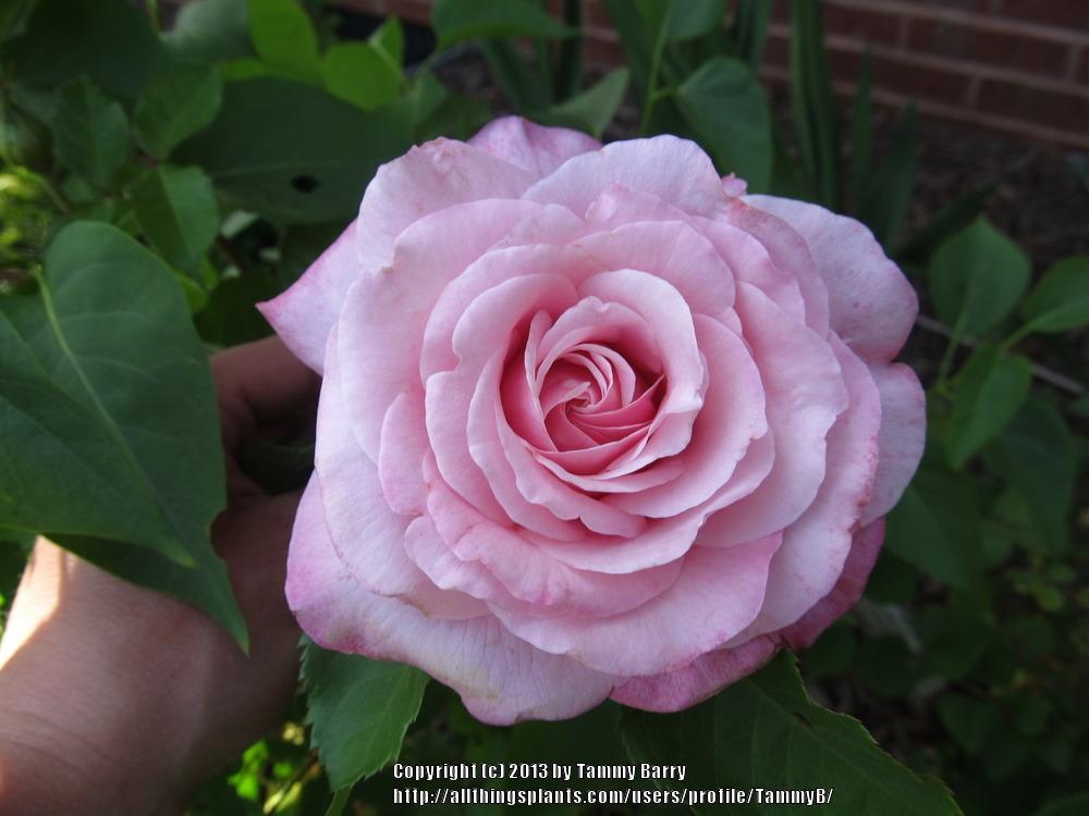 Photo of Rose (Rosa 'Belinda's Dream') uploaded by TammyB