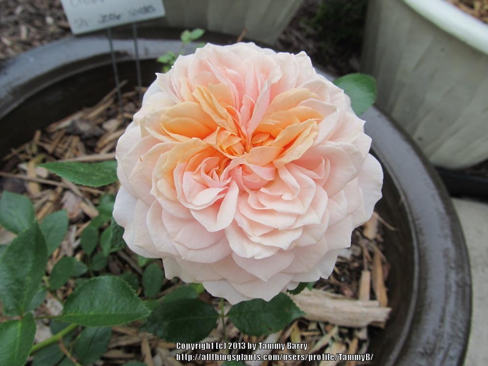 Photo of Rose (Rosa 'Garden of Roses') uploaded by TammyB