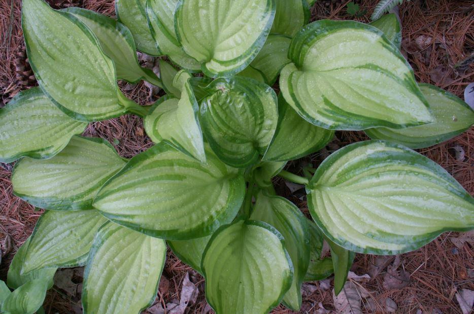 Photo of Hosta 'Royal Accolade' uploaded by diggit