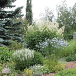 Location: My garden, Calgary, Alberta, Canada; zone 3.
Date: 2013-07-03 