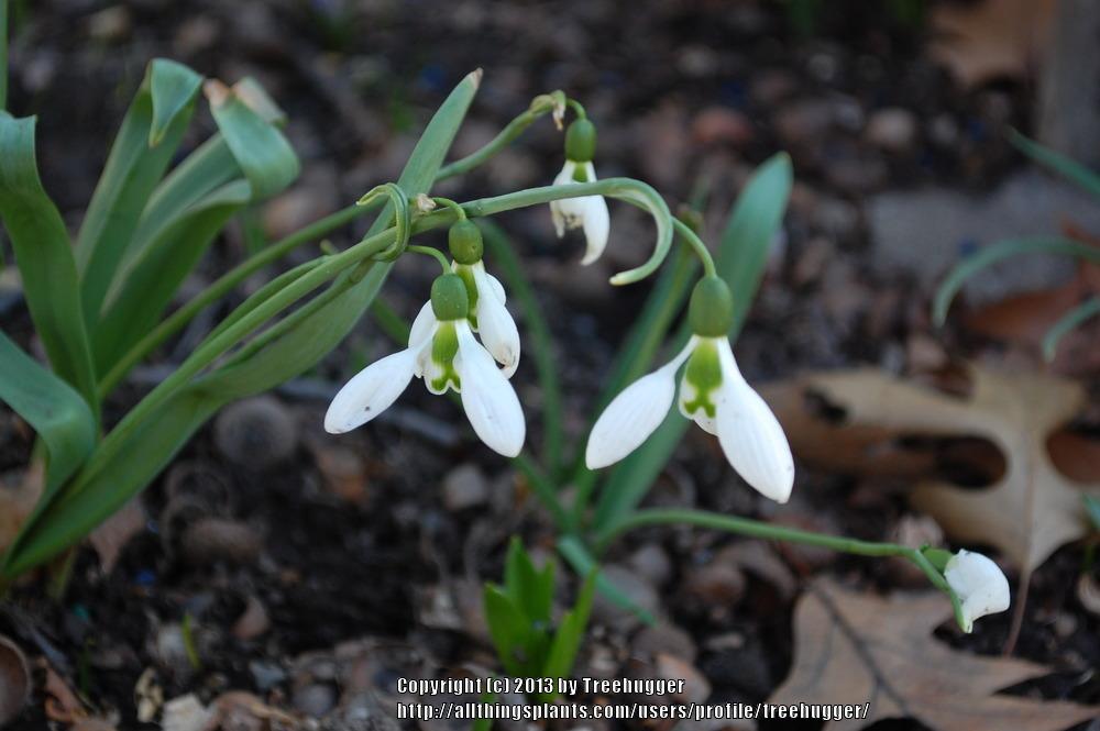 Photo of Snowdrop (Galanthus nivalis) uploaded by treehugger