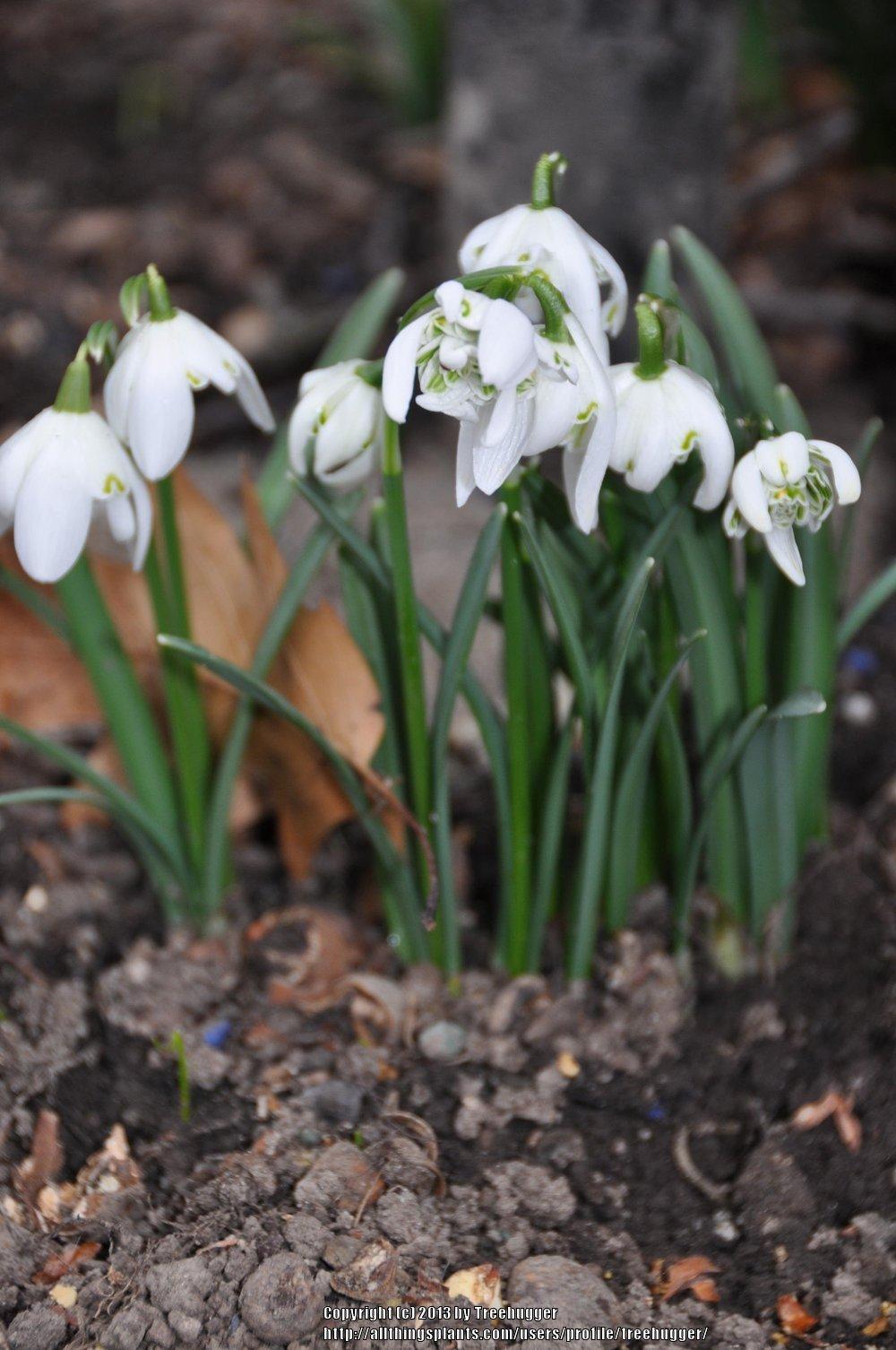 Photo of Double Common Snowdrop (Galanthus nivalis 'Flore Pleno') uploaded by treehugger