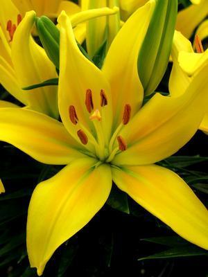 Photo of Lily (Lilium Lily Looks™ Tiny Glow) uploaded by vic
