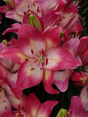 Photo of Lily (Lilium 'Tiny Dancer') uploaded by vic