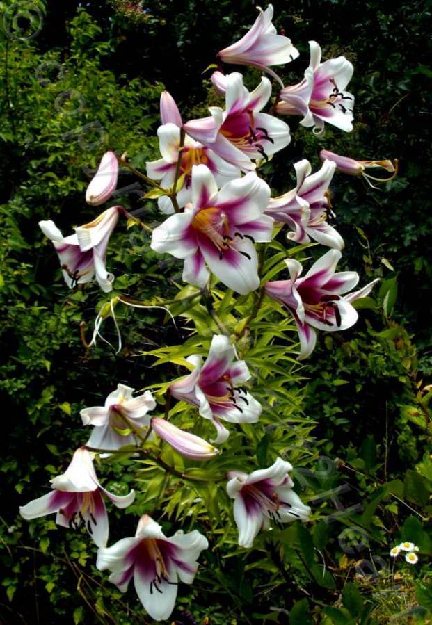 Photo of Lily (Lilium 'Friso') uploaded by Heart2Heart