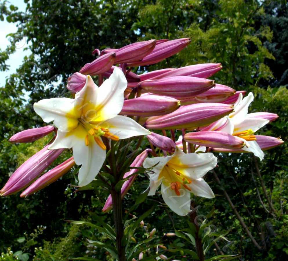 Photo of Regal Lily (Lilium regale) uploaded by Heart2Heart