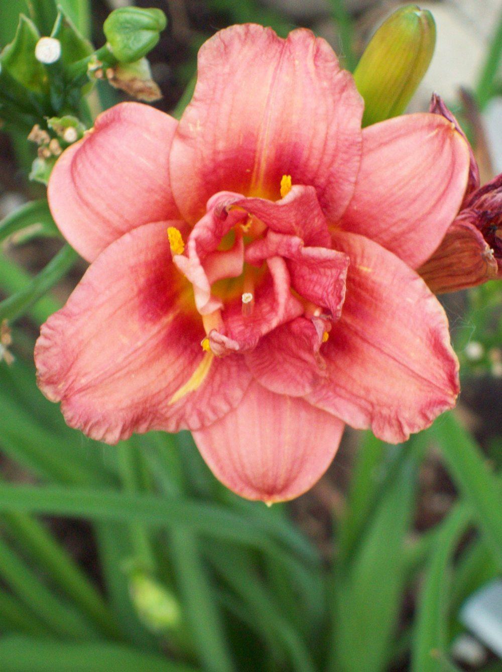 Photo of Daylily (Hemerocallis 'Little Wild Flower') uploaded by LilySue