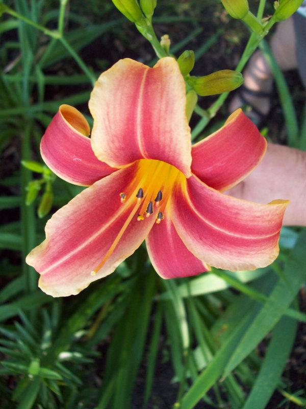 Photo of Daylily (Hemerocallis 'Ribbonette') uploaded by LilySue