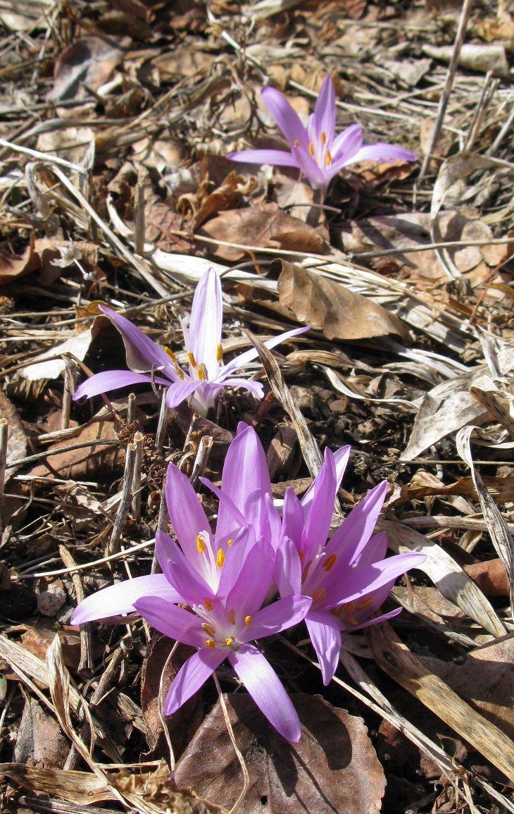 Photo of Spring Meadow Saffron (Colchicum bulbocodium) uploaded by growitall