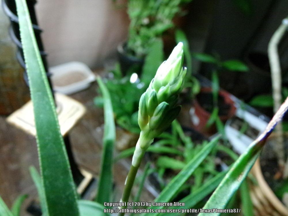 Photo of Aloes (Aloe) uploaded by TexasPlumeria87
