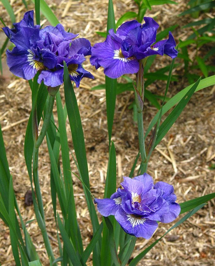 Photo of Siberian Iris (Iris 'Double Standards') uploaded by eclayne