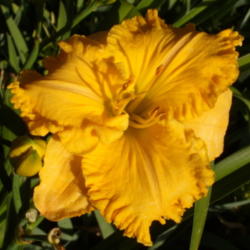 Location: My garden in Bakersfield, CA
Date: 2012-05-14