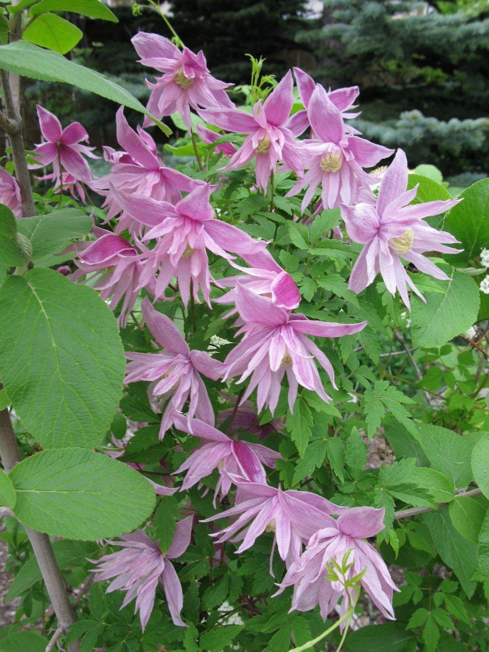 Photo of Clematis (Clematis macropetala 'Markham's Pink') uploaded by growitall