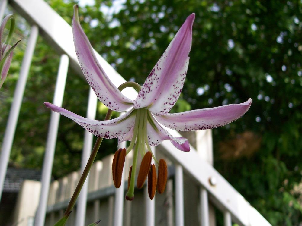 Photo of Lily (Lilium lankongense) uploaded by gwhizz
