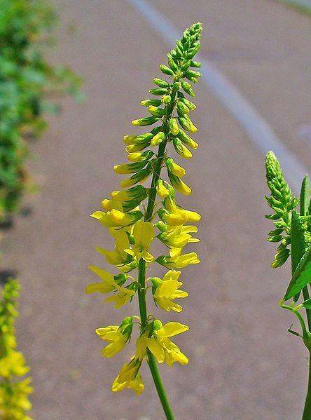 Photo of Yellow Sweetclover (Melilotus officinalis) uploaded by robertduval14