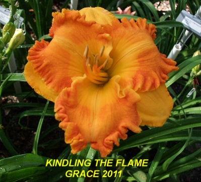 Photo of Daylily (Hemerocallis 'Kindling the Flame') uploaded by spunky1