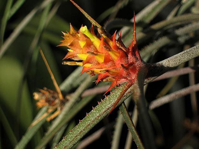 Photo of Pinecone Bromeliad (Acanthostachys strobilacea) uploaded by SongofJoy