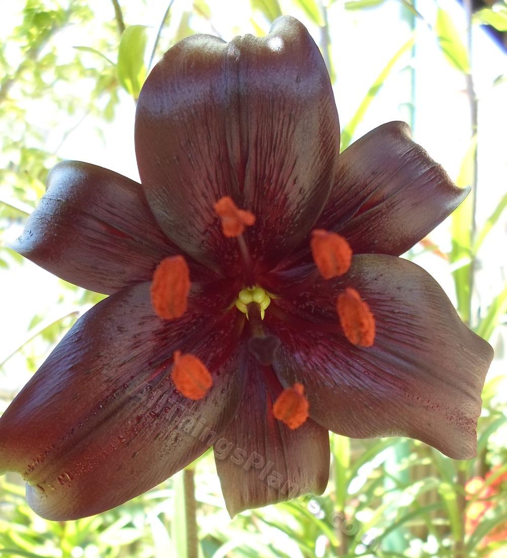 Photo of Lily (Lilium 'Night Flyer') uploaded by dellac