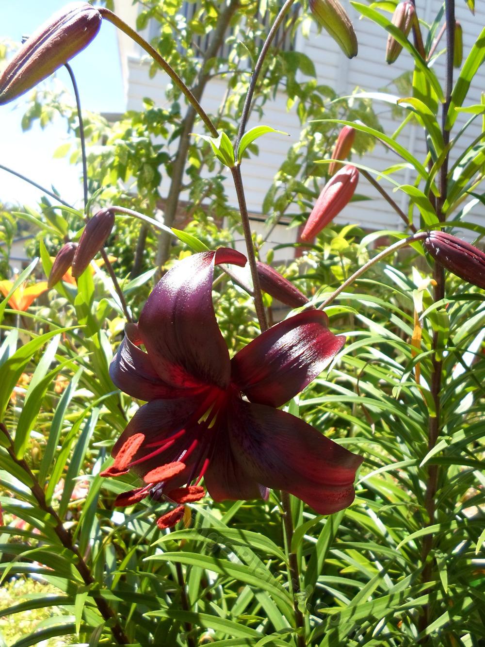 Photo of Lily (Lilium 'Night Flyer') uploaded by dellac