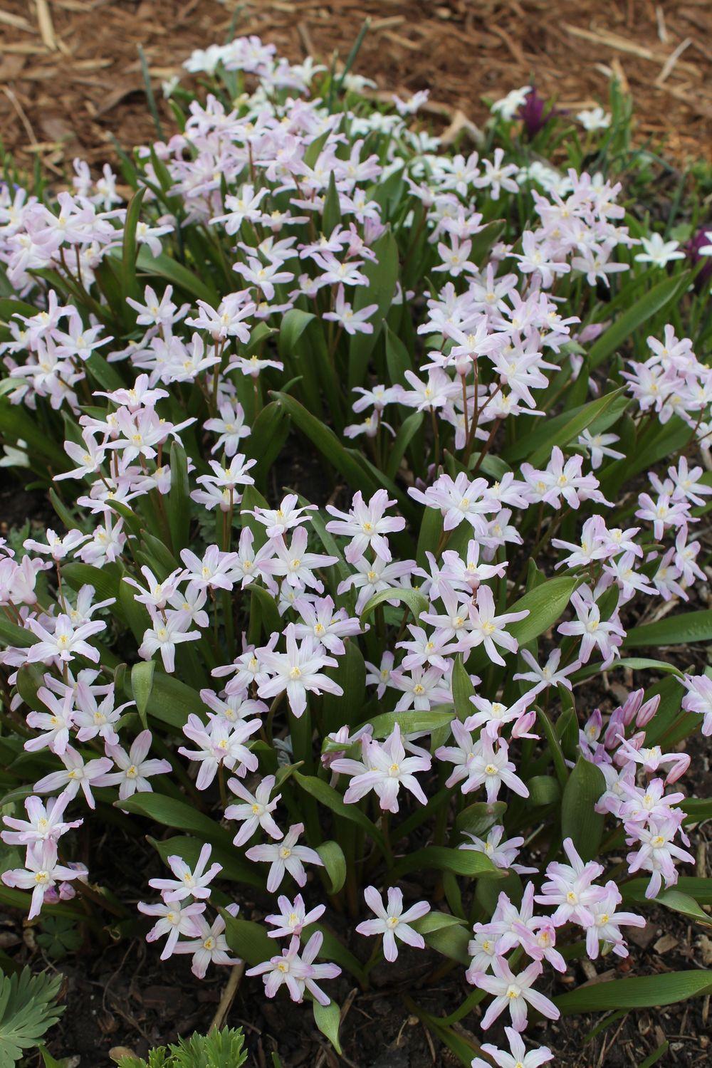 Photo of Glory of the snow (Scilla forbesii 'Pink Giant') uploaded by growitall