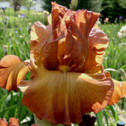 Location: Indiana
Date: May
Tall bearded iris 'Buffer Zone'