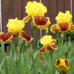 Location: Indiana
Date: May
Tall bearded iris 'Fanfaron'