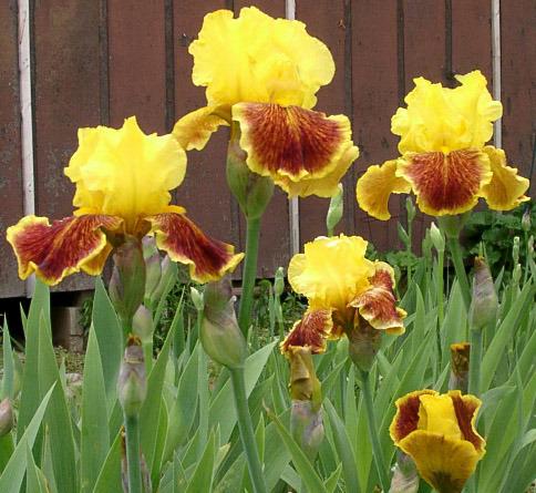 Photo of Tall Bearded Iris (Iris 'Fanfaron') uploaded by diggit