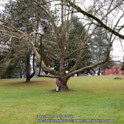 Location: Salem, Oregon, zone 8
Date: 2013-12-24
Adult standing by tree, for perspective on size of tree.