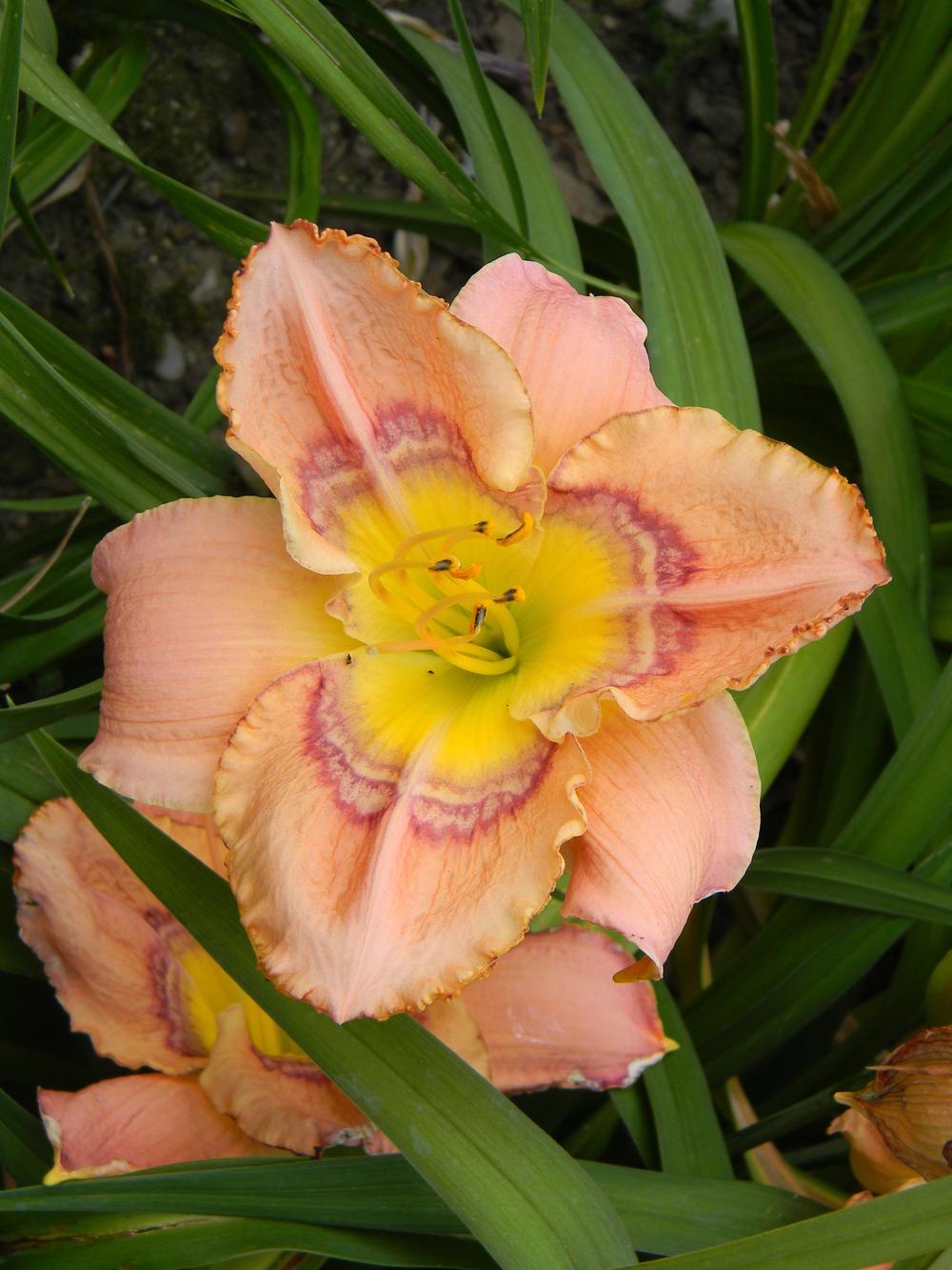 Photo of Daylily (Hemerocallis 'Through the Looking Glass') uploaded by LilySue