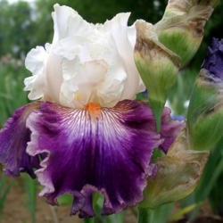 Location: Indiana
Date: May
Tall bearded iris 'Brave Face'