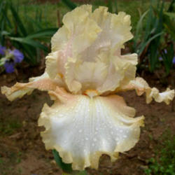 Location: Indiana
Date: May
Tall bearded iris 'Impeccable Taste'
