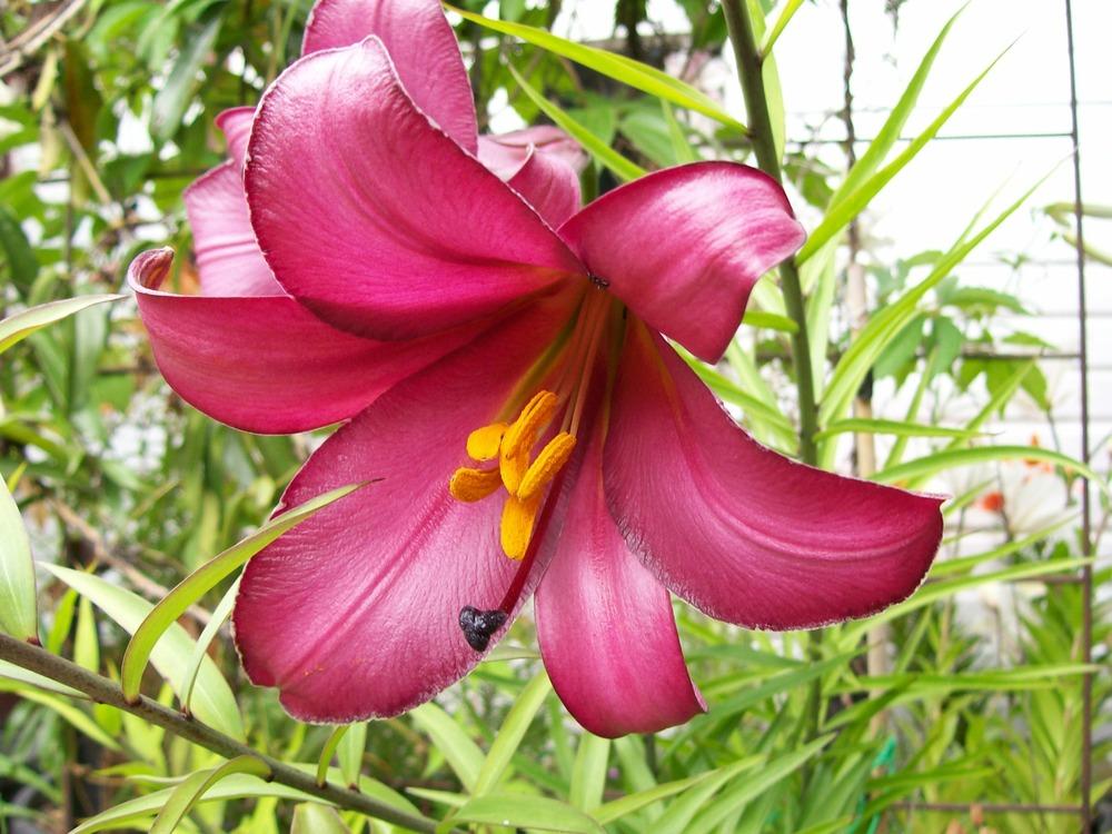 Photo of Lily (Lilium Pink Perfection) uploaded by gwhizz