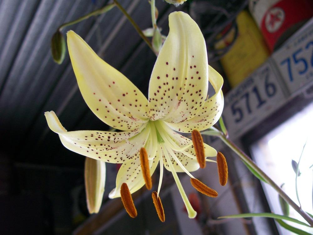 Photo of Lily (Lilium Harlequin) uploaded by gwhizz