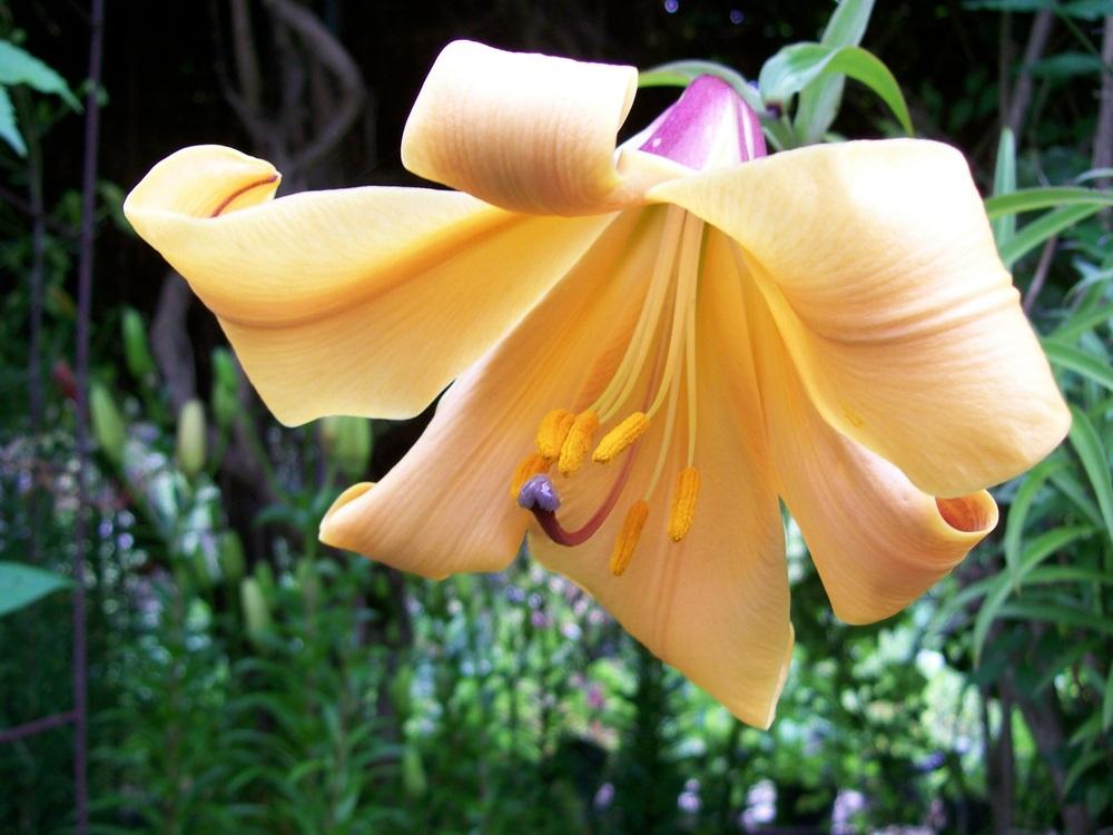 Photo of Lily (Lilium African Queen) uploaded by gwhizz