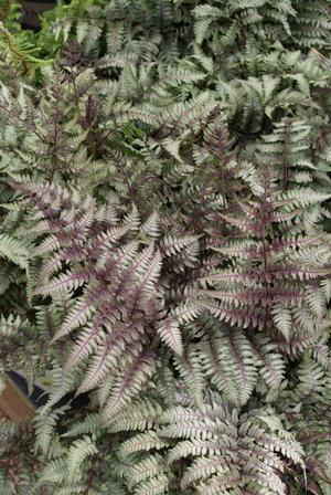 Photo of Red Japanese Painted Fern (Anisocampium niponicum 'Red Beauty') uploaded by vic