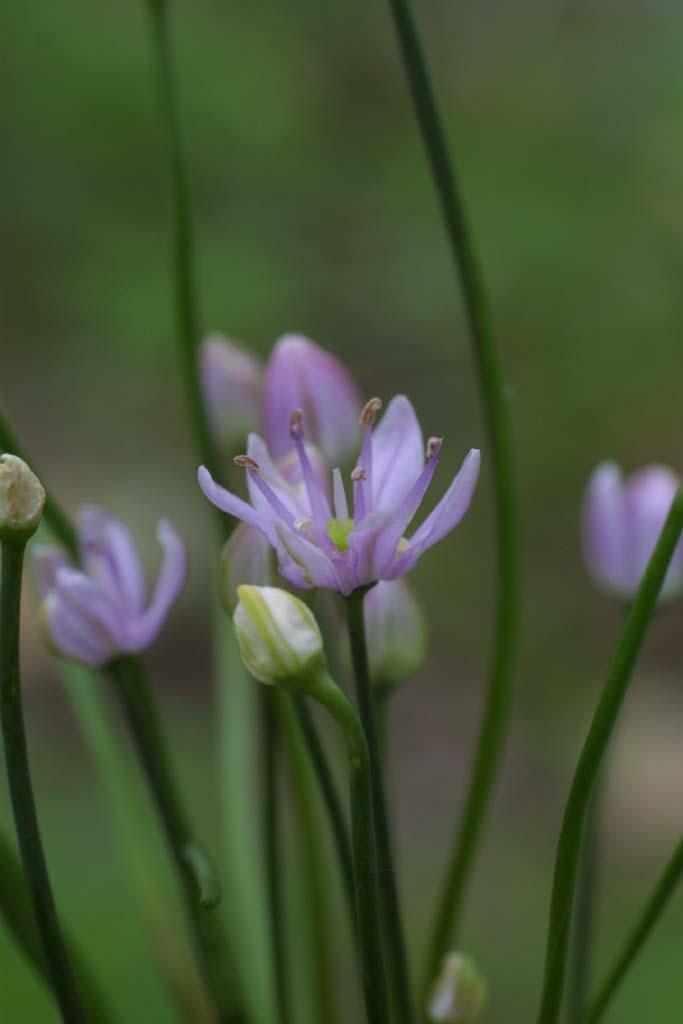 Photo of Wild onion (Allium canadense var. canadense) uploaded by SongofJoy