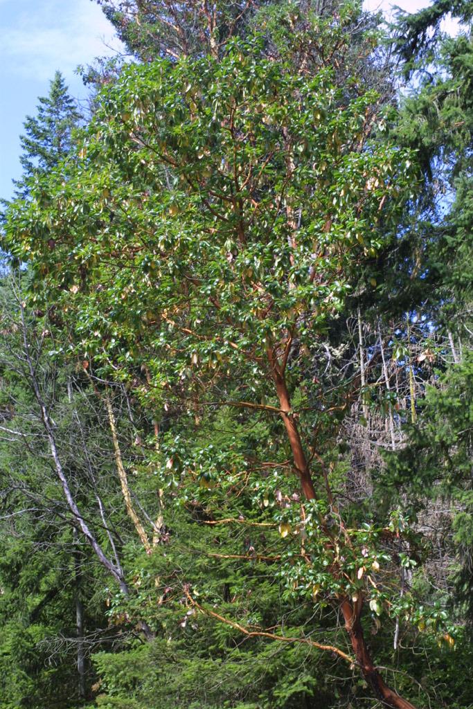 Photo of Pacific Madrone (Arbutus menziesii) uploaded by SongofJoy