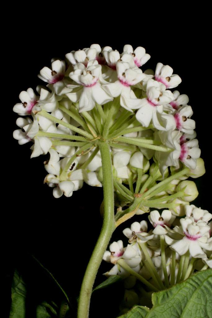 Photo of Redring Milkweed (Asclepias variegata) uploaded by SongofJoy