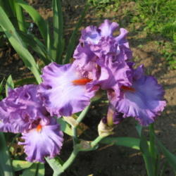 Location: Monroe, CT
Date: 2013-05-30
Iris Imperial Reign - blooming in my Monroe, CT Garden  5/30/2013