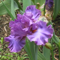Location: Monroe, CT
Date: 2012-05-28
Imperial Reign - May 28, 2012 - first year bloom
