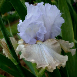 Location: Indiana
Date: May
Tall bearded iris 'Passing Clouds'